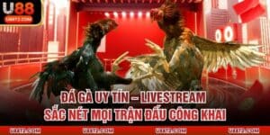 Đá Gà Uy Tín – Livestream Sắc Nét Mọi Trận Đấu Công Khai